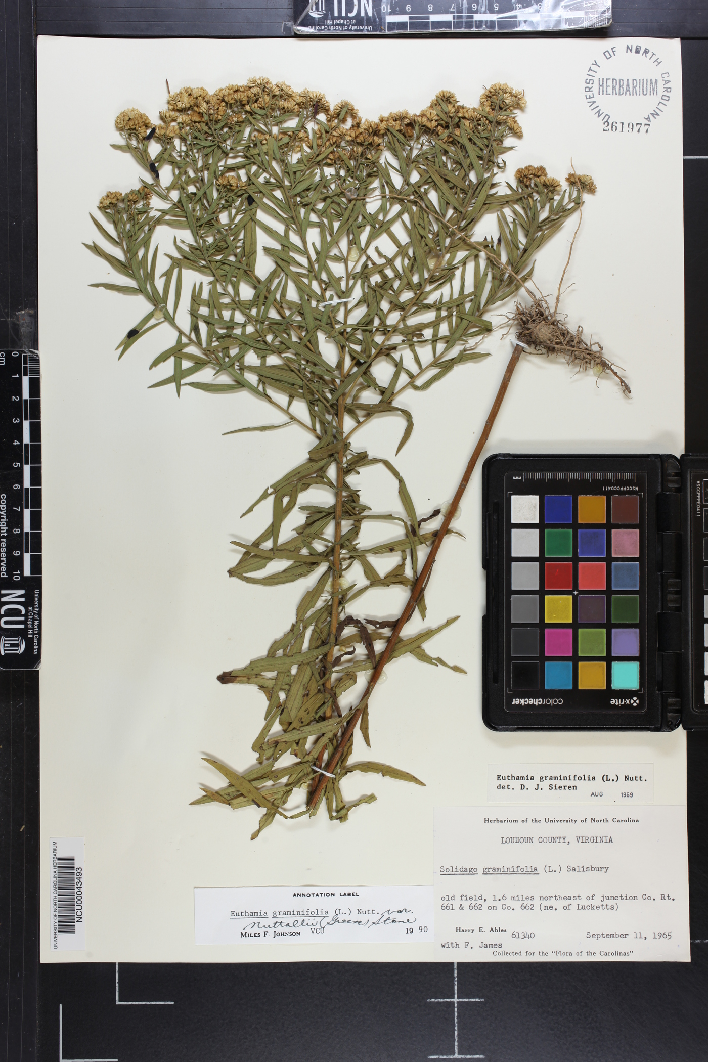 Euthamia lanceolata image