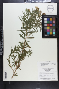 Euthamia lanceolata image