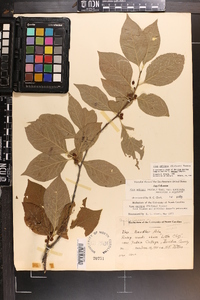 Ilex ambigua image