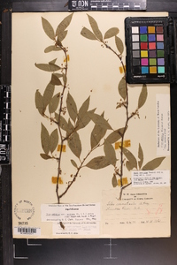 Ilex montana image