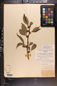 Ilex montana image