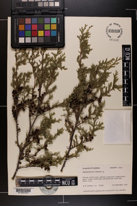 Chamaecyparis thyoides image