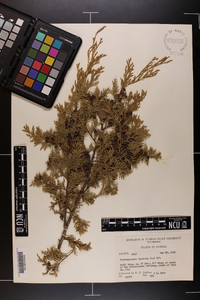 Chamaecyparis thyoides image