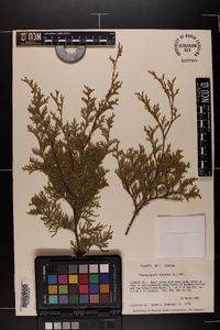 Chamaecyparis thyoides image