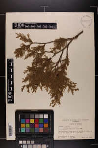 Chamaecyparis thyoides image