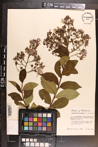 Lagerstroemia indica image