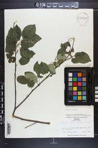 Amelanchier laevis image