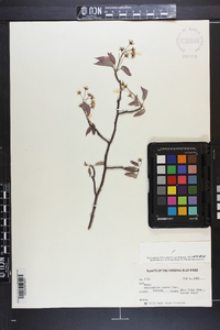 Amelanchier laevis image