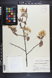 Amelanchier laevis image