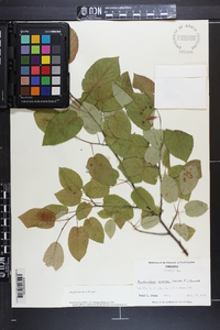 Amelanchier laevis image