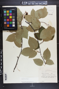 Amelanchier laevis image