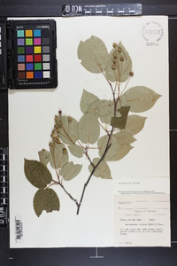 Amelanchier laevis image