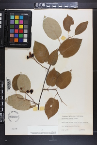 Amelanchier laevis image