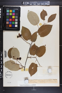 Amelanchier laevis image