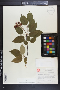 Amelanchier laevis image