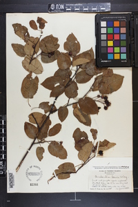 Amelanchier laevis image