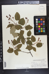 Amelanchier laevis image