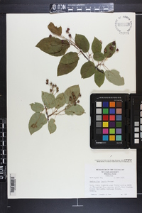 Amelanchier laevis image