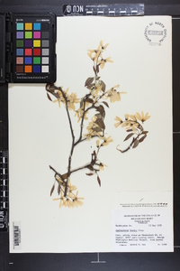 Amelanchier laevis image