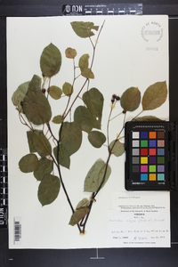 Amelanchier laevis image