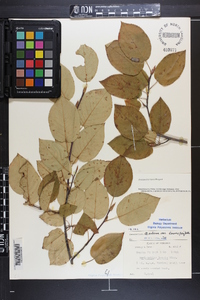 Amelanchier laevis image