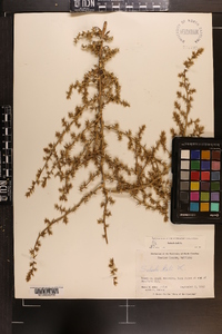 Salsola kali subsp. pontica image