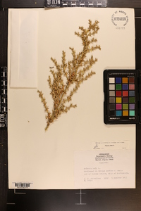 Salsola kali subsp. kali image