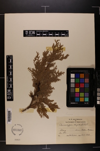 Chamaecyparis thyoides image