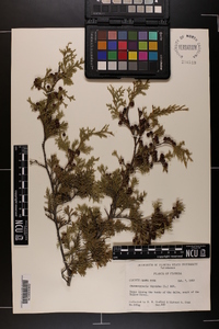 Chamaecyparis thyoides image