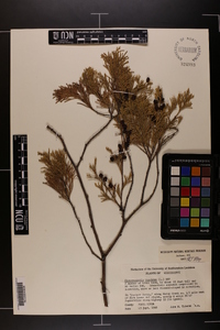 Chamaecyparis thyoides image