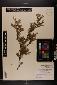 Chamaecyparis thyoides image