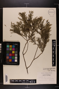 Chamaecyparis thyoides image