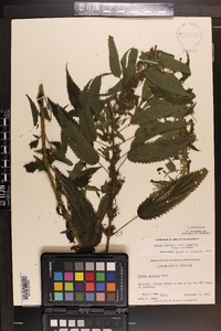 Urtica gracilis image