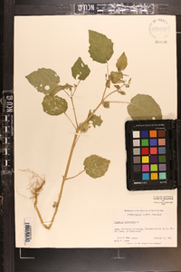 Physalis pubescens image