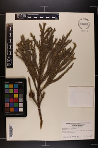 Cryptomeria japonica image