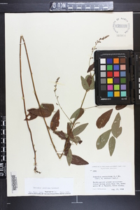 Desmodium perplexum image