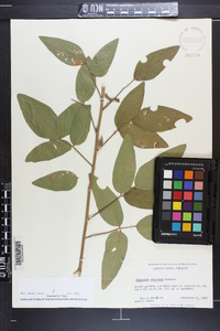 Desmodium perplexum image