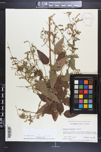 Desmodium perplexum image