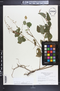 Desmodium perplexum image