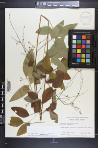 Desmodium perplexum image