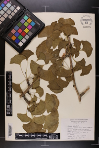 Ginkgo biloba image