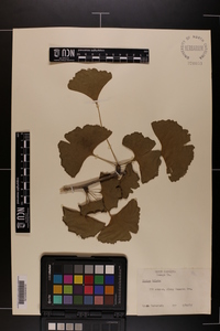 Ginkgo biloba image