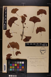 Ginkgo biloba image