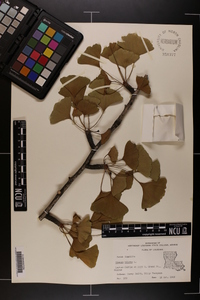 Ginkgo biloba image