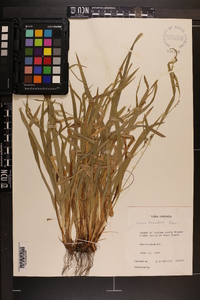 Carex laxiculmis image