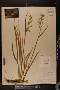 Avena sativa image