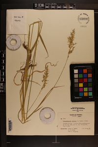 Arrhenatherum elatius image