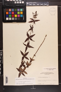 Lysimachia asperulifolia image