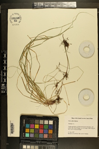 Carex physorhyncha image