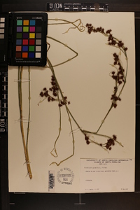 Rhynchospora glomerata image